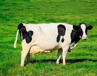 Скорочення виробництва молока в корів без сухостійного періоду покращує енергетичний баланс на початку лактації